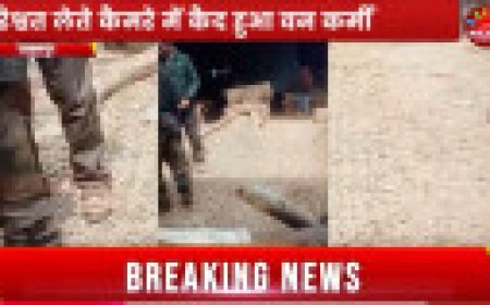 Jabalpur News: पैसे लेते कैमरे में कैद हुआ वन कर्मी, वन विभाग ने शुरू की जांच