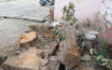 Jabalpur News: कॉलेज कैंपस में दर्जनों हरे-भरे पेड़ों का कत्लेआम, प्रबंधन ने साधी चुप्पी