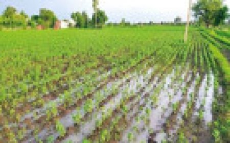 Jabalpur News: मावठे से होगी 2024 की विदाई,  27 दिसंबर से पावरफुल डब्ल्यूडी हो रहा सक्रिय