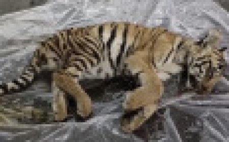 Jabalpur News: पेंच टाइगर रिजर्व से बाघ शावक को लाया गया जबलपुर के स्कूल आफ वाइल्ड लाइफ फारेंसिक सेंटर