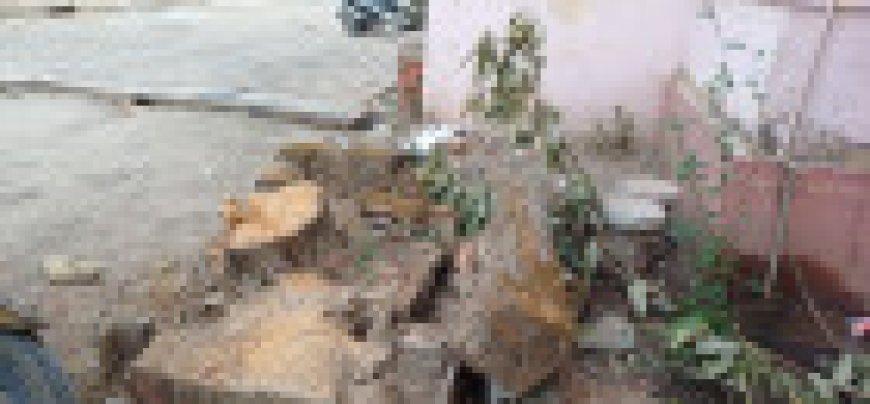 Jabalpur News: कॉलेज कैंपस में दर्जनों हरे-भरे पेड़ों का कत्लेआम, प्रबंधन ने साधी चुप्पी