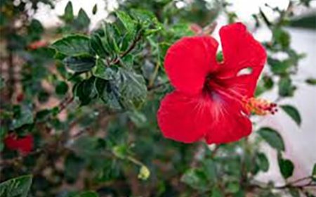 गुड़हल की ग्रोथ के लिए खाद में डालें 1 चम्मच ये किचन की चीज, फूलों की आएगी बहार