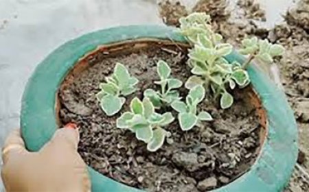 घर के वास्तु दोष को दूर करने वाला ये पौधा, जानें सही दिशा में लगाने के फायदे