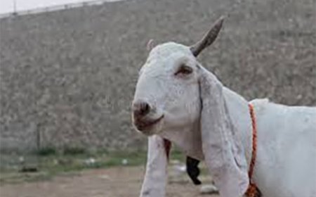 यूपी में बकरे का अंतिम संस्कार: शव यात्रा निकाली... गंगाजल से कराया स्नान, फिर किनारे पर दफनाया