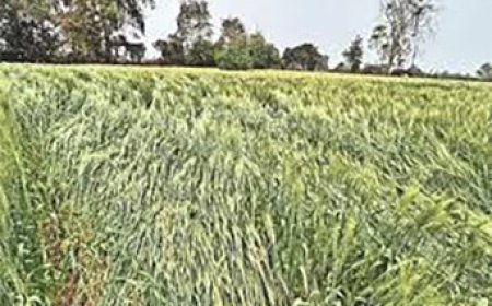 तेज अंधी से खेतों में भरी नुकसान आड़ी पड़ी धान की फसल