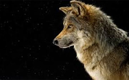 हरदी थाना क्षेत्र में भेडियो का आतंक  दो मासूमों पर किया जानलेवा हमला