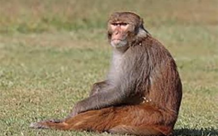 दुष्कर्म का प्रयास कर रहे दरिंदे के चंगुल से एक वानर ने  बच्ची को ऐसे बचाया जानिए