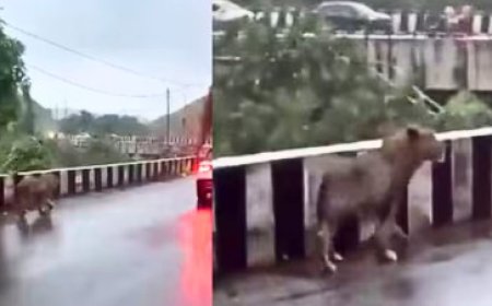 सड़क पर आया शेर, ग्रामीणो में  मची दहशत