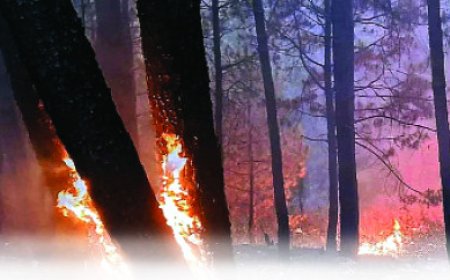 सीएम केजरीवाल ने सुप्रीम कोर्ट में दाखिल किया जवाब, भाजपा पर लगाया आरोप इन्हीं के तो हैं चारों गवाह