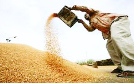 असामयिक वर्षा से बचाव के निर्देश , उपार्जित गेहूं सुरक्षा के लिए कलेक्टर्स को लिखा पत्र