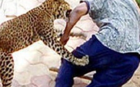 Jabalpur News: तेंदुआ ने ओएफके कर्मी पर किया हमला , वन विभाग की टीम पहुंची फैक्ट्री