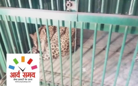 Jabalpur News: ओएफके में घुसे तेंदुए को पकड़ा गया, मैग्जीन से रेस्क्यू कर वन विभाग की टीम ने निकाला