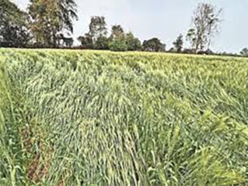 तेज अंधी से खेतों में भरी नुकसान आड़ी पड़ी धान की फसल