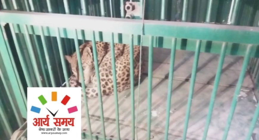 Jabalpur News: ओएफके में घुसे तेंदुए को पकड़ा गया, मैग्जीन से रेस्क्यू कर वन विभाग की टीम ने निकाला