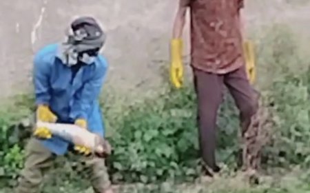 Jabalpur Crime News: टुकड़ों में मिली लाश, हाथ में ‘मंजू’ नाम का टैटू ...24 घंटे बाद भी नहीं हो सकी शिनाख्त