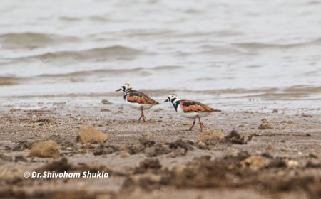 Jabalpur News: बरगी बैकवाटर में पहली बार देखा गया प्रवासी पक्षी "रड्डी टर्नस्टोन"