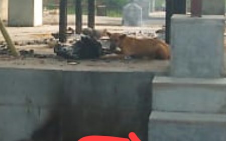 Jabalpur News: रांझी बड़ा पत्थर श्मशान घाट में अधजले शव को नोंच रहे थे कुत्ते, तस्वीरें वायरल