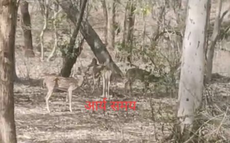 Jabalpur News: शनिवार की दोपहर बिलहरी रोड़ पर देखा गया हिरणों का झुंड