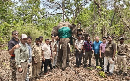 MP News: संजय एवं बांधवगढ़ टाइगर रिज़र्व की टीमों ने किया उत्पात मचाने वाले हाथी का सफल रेस्क्यू