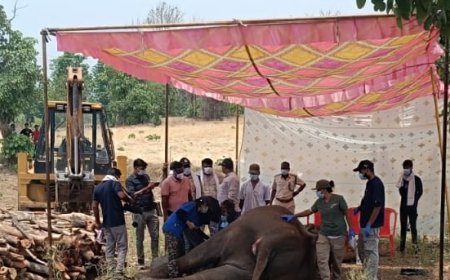 Jabalpur News: सड़क किनारे मृत मिली मादा हाथी, जबलपुर के वेटरनरी डॉक्टर खोलेंगे मौत का राज