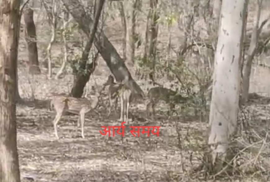 Jabalpur News: शनिवार की दोपहर बिलहरी रोड़ पर देखा गया हिरणों का झुंड