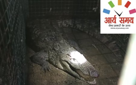 Jabalpur News: खमरिया लेक में मिला 5 फुट का मगरमच्छ, रेस्क्यू टीम ने पकड़ा