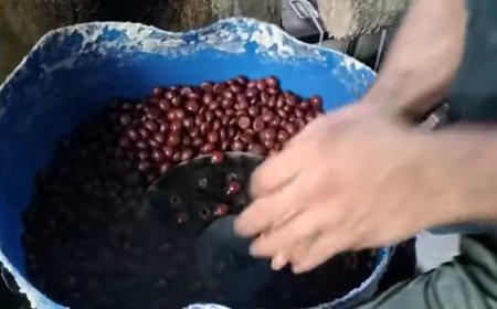 Jabalpur News:रिछाई के श्रीराम स्वीट्स में गंदगी के बीच बने रहे थे गुलाब जामुन, लाइसेंस निलंबित, विक्रय पर भी लगी रोक