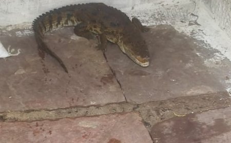 Jabalpur News: ओएफके कर्मी के क्वार्टर में घुसा मगरमच्छ,दरवाजा बंद कर भागी महिला