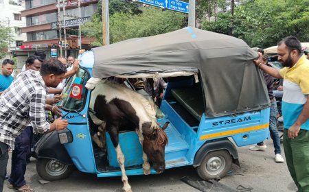 Jabalpur News: नागराथ चौक में घोड़ो के बीच हुआ संघर्ष, लड़ते-लड़ते आटो में जा घुसे, 3 घायल