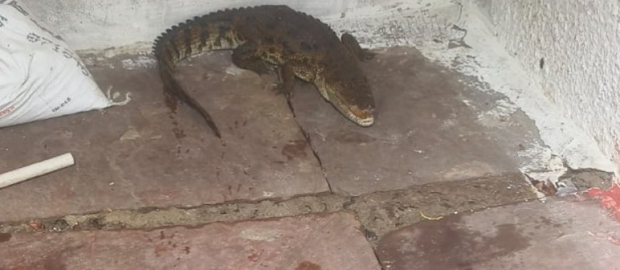 Jabalpur News: ओएफके कर्मी के क्वार्टर में घुसा मगरमच्छ,दरवाजा बंद कर भागी महिला