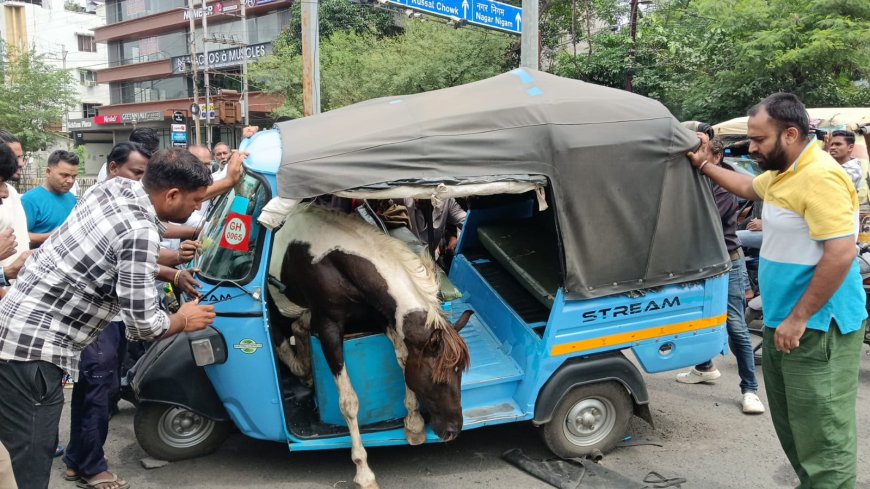 Jabalpur News: नागराथ चौक में घोड़ो के बीच हुआ संघर्ष, लड़ते-लड़ते आटो में जा घुसे, 3 घायल