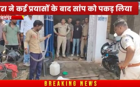 Jabalpur News: पुलिस चौकी में घुसा सांप,मचा हड़कंप