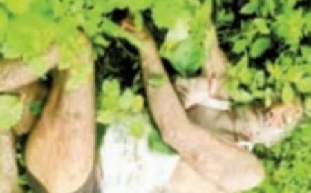 Jabalpur News: झाड़ियों के बीच संदिग्ध हालत में मिला अधेड़ का शव, खितौला का मामला