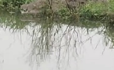 Jabalpur News: खेत में मगरमच्छ सेंक रहा धूप, ग्रामीणों के छूट रहे पसीने, वीडियो हुए वायरल