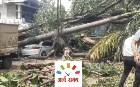 Jabalpur News: 100 साल पुराना वृक्ष जैन मंदिर पर गिरा, कई वाहन क्षतिग्रस्त,नगर का अमला पहुंचा मौके पर