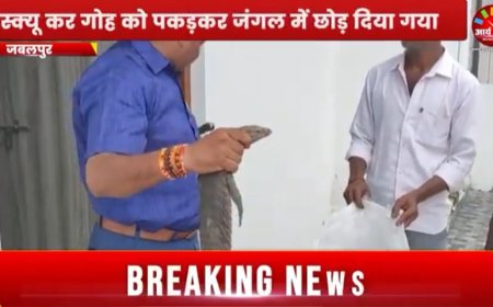 Jabalpur News: कुलगुरु आवास में घुसी दुर्लभ काली गोह, रेस्क्यू कर सुरक्षित स्थान पर छोड़ा गया