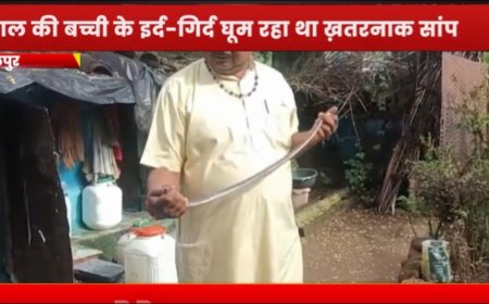 Jabalpur News: मासूम के पास बैठा जहरीला करैत सांप