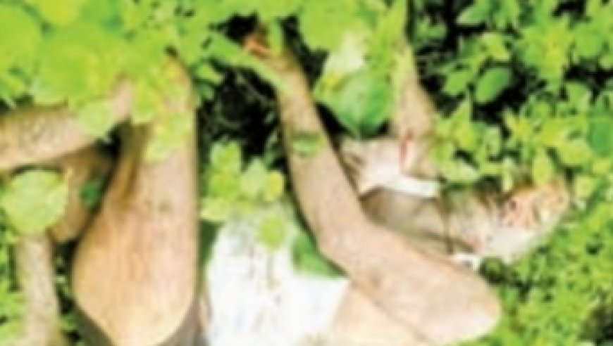 Jabalpur News: झाड़ियों के बीच संदिग्ध हालत में मिला अधेड़ का शव, खितौला का मामला