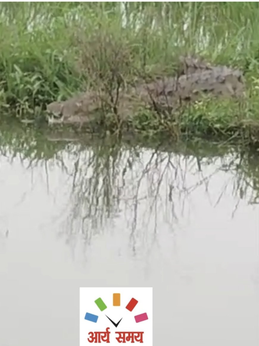 Jabalpur News: खेत में मगरमच्छ सेंक रहा धूप, ग्रामीणों के छूट रहे पसीने, वीडियो हुए वायरल