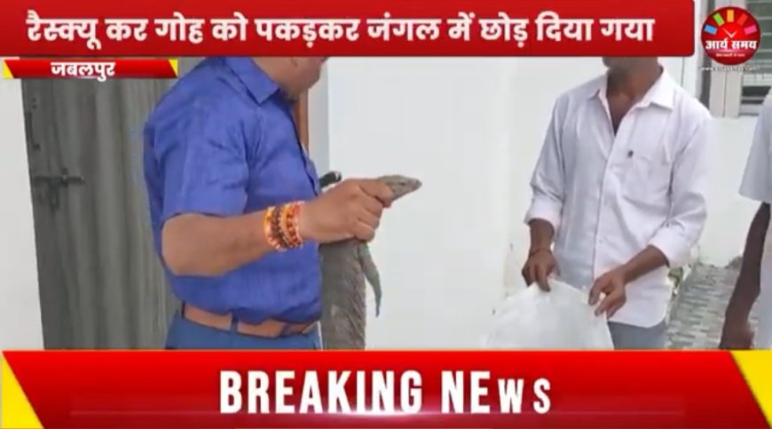 Jabalpur News: कुलगुरु आवास में घुसी दुर्लभ काली गोह, रेस्क्यू कर सुरक्षित स्थान पर छोड़ा गया