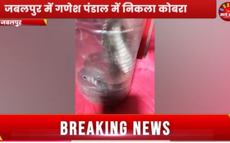 Jabalpur News: गणेश पंडाल में दिखा कोबरा, तीन दिन से थे ग्रामीण दहशत में