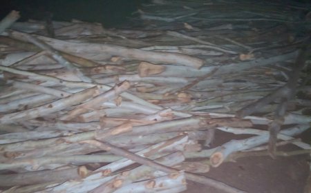 Jabalpur News: फाॅरेस्ट के उड़नदस्ता ने पकड़ा लकड़ी