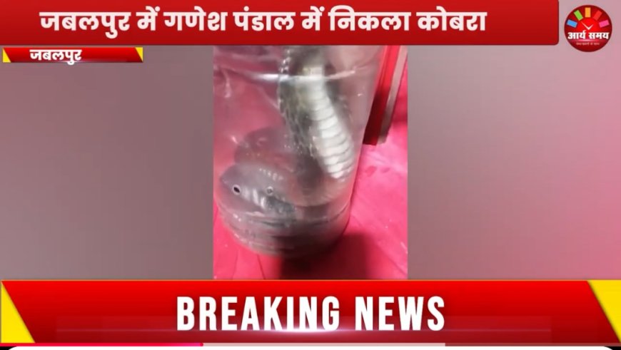Jabalpur News: गणेश पंडाल में दिखा कोबरा, तीन दिन से थे ग्रामीण दहशत में