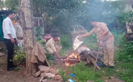 Jabalpur News: पैंगोलिन का एक्सीडेंट, वाहन चालक पर वन अधिनियम के तहत प्रकरण दर्ज