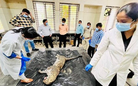 Jabalpur News: निसर्ग इस्पात में करंट लगाकर किया गया था तेंदुए का शिकार,वन विभाग ने दर्ज किया प्रकरण