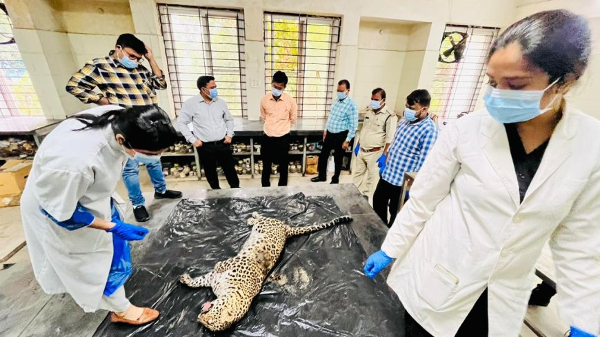 Jabalpur News: निसर्ग इस्पात में करंट लगाकर किया गया था तेंदुए का शिकार,वन विभाग ने दर्ज किया प्रकरण