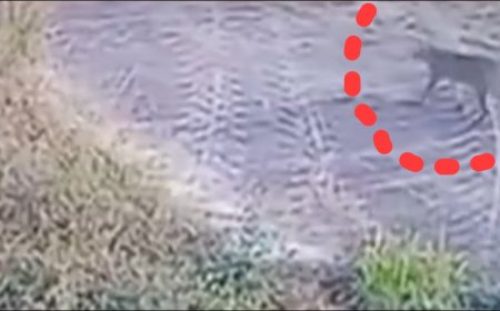 Jabalpur News:डुमना एयरपोर्ट में वन्यजीव की चहलकदमी से मचा हड़कंप, वन विभाग की टीम पहुंची