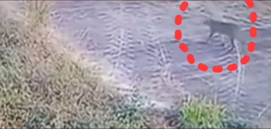 Jabalpur News:डुमना एयरपोर्ट में वन्यजीव की चहलकदमी से मचा हड़कंप, वन विभाग की टीम पहुंची