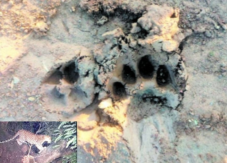 Jabalpur News: तेंदुए के हमले में बाल-बाल बची महिला, गाय-बछड़ा बन चुके शिकार