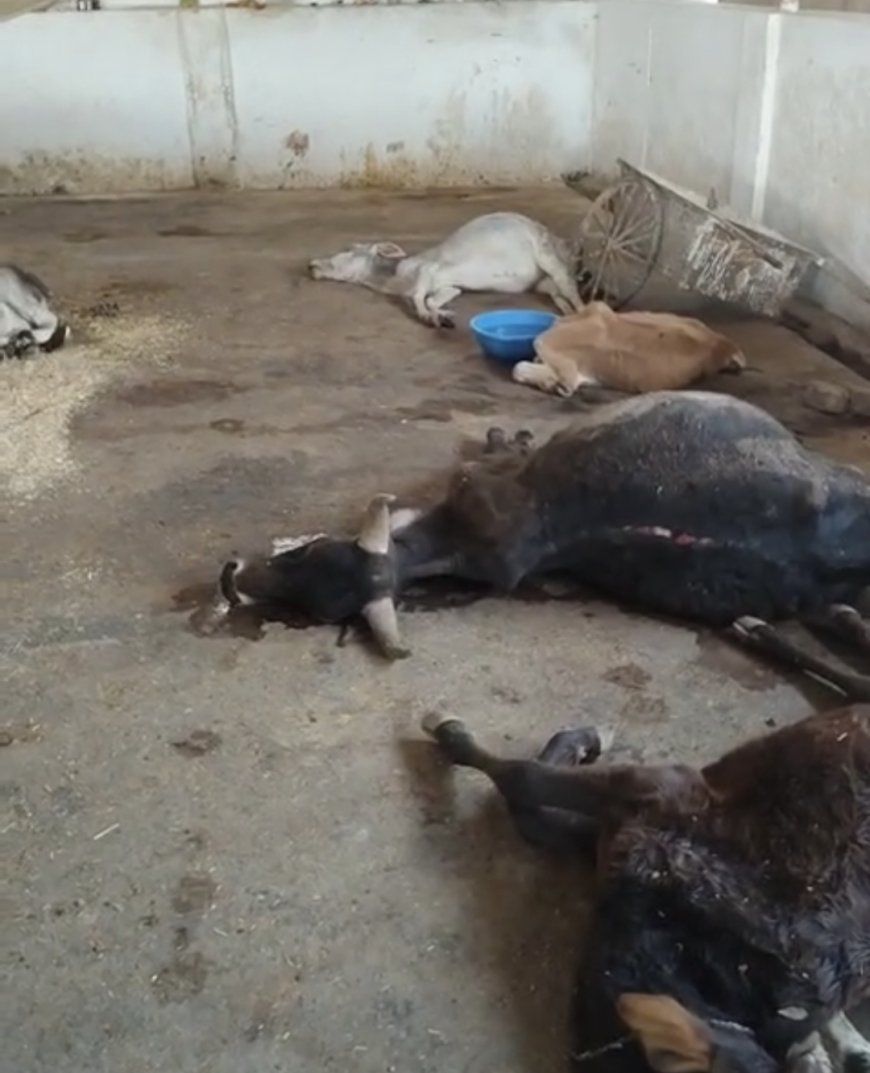 Jabalpur News: गौशाला में लंपी से ग्रसित गायों की एक बाद एक मौत से मचा हड़कंप, शवों कतारें देख बिफरे लोग